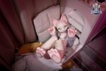 DOLLTA 多麗塔 - CAT 貓 - 145cm：圖片 4
