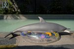 Dolls Castle | 娃娃城堡 - 130CM Dolphin Doll｜海豚獸控矽膠娃娃：圖片 2