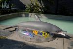 Dolls Castle | 娃娃城堡 - 130CM Dolphin Doll｜海豚獸控矽膠娃娃：圖片 3