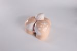 MRLSEXDOLL - 鹿屁股｜動物名器：圖片 17