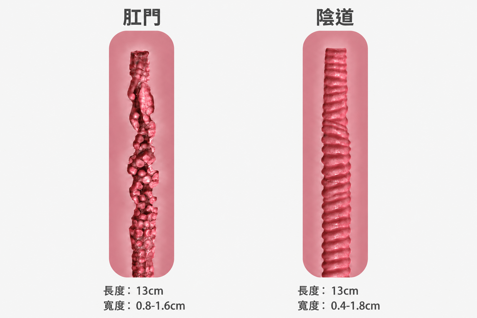 臀部飛機杯推薦 S20 美臀通道圖